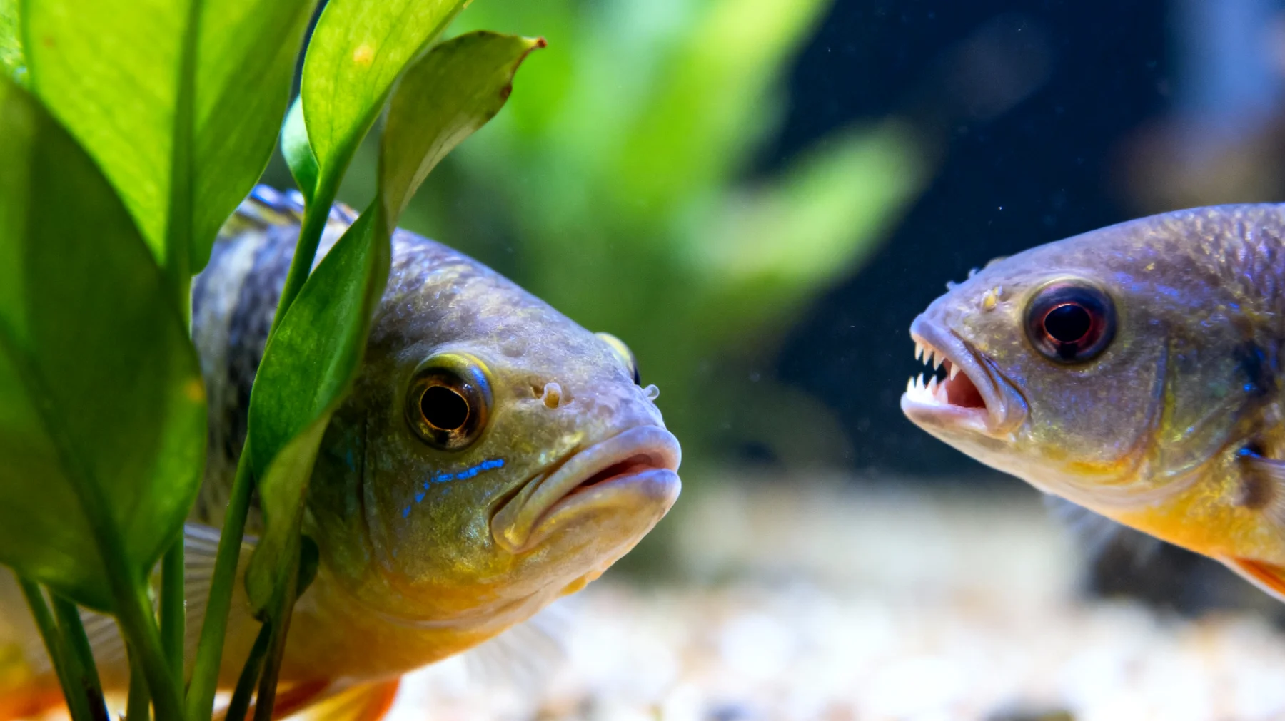 Fische zeigen Stressverhalten im Aquarium, wenn mehrere Arten mit unterschiedlichen Temperament- und Revieransprüchen zusammenleben, was zu Aggression, Verstecken oder Appetitlosigkeit führen kann"