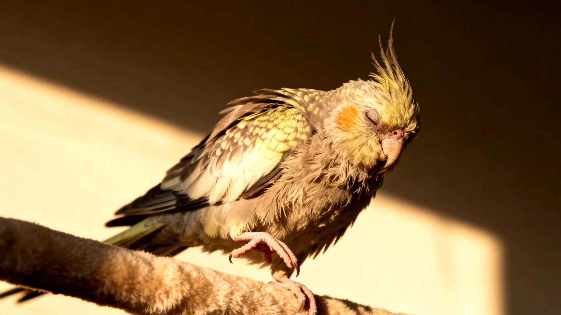 Ältere Nymphensittiche leiden häufig unter Arthritis und Gelenkschmerzen, die ihre Beweglichkeit auf Sitzstangen einschränken. Natürliche Hausmittel wie entzündungshemmende Kräuter, angepasste Ernährung mit Omega-3-Fettsäuren und sanfte Wärmebehandlungen können die Lebensqualität verbessern."