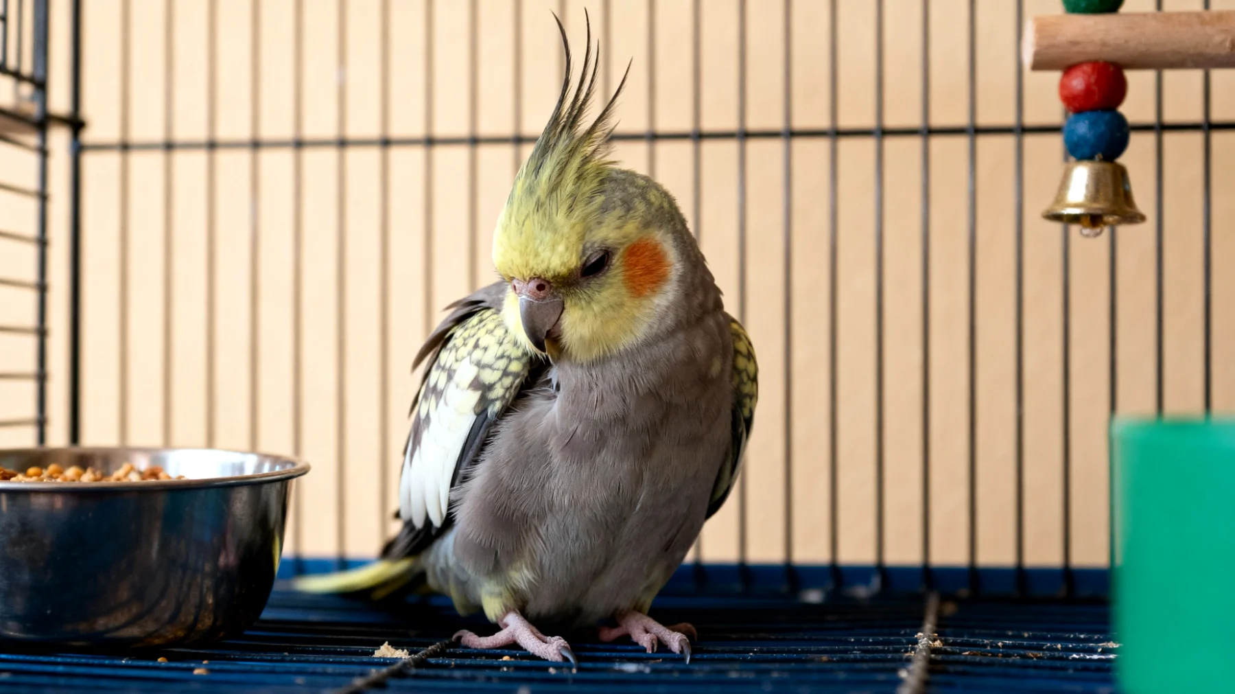 Nymphensittiche benötigen in der Wohnung spezielle Trainingsmethoden und Verhaltensübungen, um Langeweile, Federpicken und Verhaltensstörungen zu vermeiden, da sie intelligente und soziale Vögel sind, die regelmäßige mentale Stimulation und strukturierte Beschäftigung brauchen"