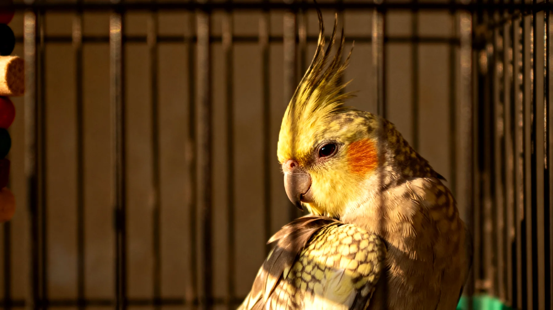 Erwachsene Nymphensittiche zeigen häufig Langeweile und Verhaltensstörungen wie Federrupfen oder übermäßiges Schreien, wenn sie nicht ausreichend geistig und körperlich beschäftigt werden. Es fehlt oft an abwechslungsreichen Spielideen und Beschäftigungsmöglichkeiten, die ihrem natürlichen Erkundungs- und Sozialtrieb entsprechen."