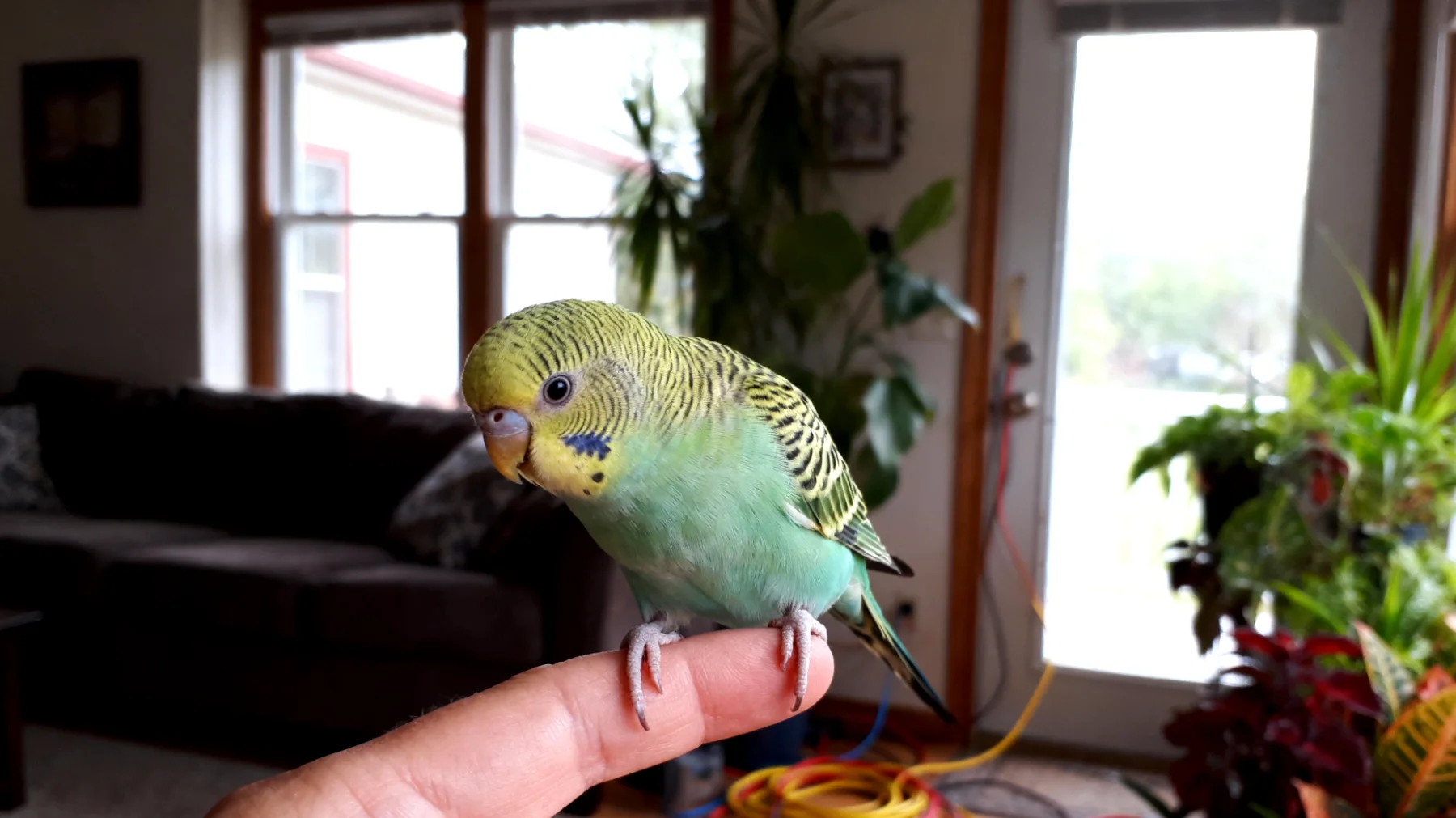 Welche Sicherheitsmaßnahmen und Anpassungen sind im Haushalt notwendig, um einen jungen Wellensittich optimal einzugewöhnen und Unfälle zu vermeiden?"